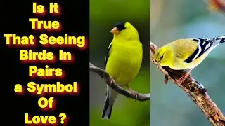 Are Bird Pairs a Hidden Signal of Love? Learn the Shocking Meaning Behind Nature&rsquo;s Clues