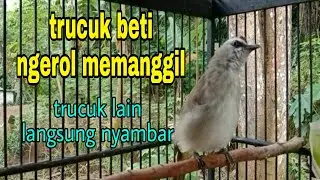 suara trucukan betina ngerol memanggil jantan asli bikin semua trucuk nyaut langsung nyambar