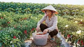 A Gentle Countryside Morning &mdash; Planting Trees and Caring for the Garden in Rural Vietnam