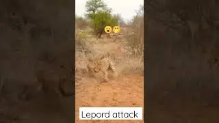 Leopard digging out  warthog in its burrow #shorts
