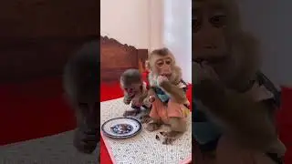 Monkey&rsquo;s Mood Swings Every Hour 😂🙊💥 #MonkeyLife