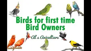 Birds for First Time Bird Owners / Hobbyists. Best Suggestion Ever for New Startup.