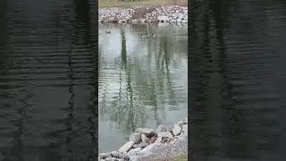 #Drake #duck #shows #off #for #girl #viral #nature #asmr #video #channel #jesuslovesyou #subscribe