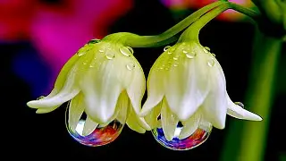 15 Most Unique Flowers