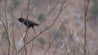 Loud Crow Call Perched on a Tree Branch in Nature