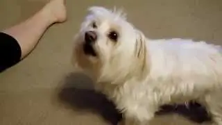 Maltese Puppy Dog Singing Barking Along to Happy Birthday