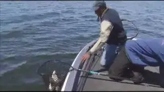 Huge laker, huge swimbait, huge net 