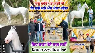ਮੁਕਤਸਰ ਮੰਡੀ ਤੇ ਜਵਾਲਾਮੁਖੀ ਦੇ ਹੋਏ ਚਰਚੇ | Jawalamukhi nukra stallion | Mukatsar mandi | Rangle Punjabi