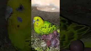 budgies be reading progress,🐣#birdcare #birds #parrot #viral #mrbeast