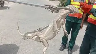 #Lizard #Rescue #Operation #Bahawalpur (#Rescue#Service)