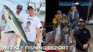 SoCal Weekly Fish Report 7/9/25 | Anthony @ Fisherman&rsquo;s Landing &ndash; Sand Bass, Yellowtail & More