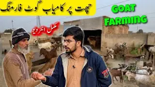 How to Start Goat Farming in Pakistan | Complete Beginner Guide 2026