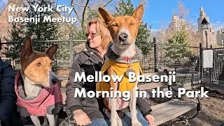 Mellow Basenji Morning at the Park