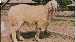 Sheep #sheep #sheepfarming #sheepshearing #sheepfarmer#sheep365 #river #riverside #riverview#farming