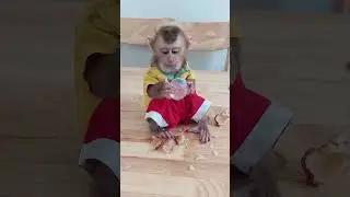 Adorable Biden Sit on Table Eat Breakfast Quietly #cute #viralvideo #viralreels