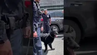Service dogs retiring will melt your heart ❤️