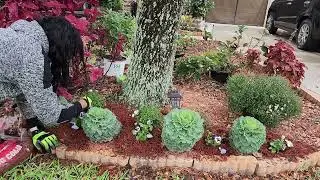 Planting Ornamental Kale/Cabbage, Pansies & Dianthus for the Winter Garden. Zone 9 #poinsettia