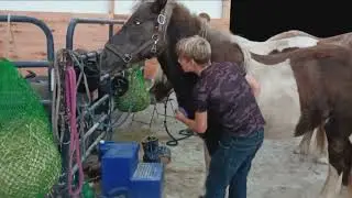 MY HORSE HAS A SWEET SPOT!!!!! #SHORTS #horse