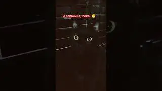Я закончил, пока! 😁 #cat #кот #shorts #youtube #pets #salem #video