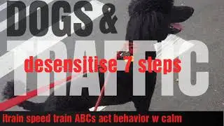 DOG TRUST TRAIN SHORT for TRAFFIC = DESENSITISE IN 7 STEPS