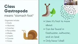 Phylum Mollusca Notes