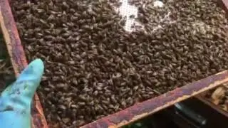 Making Nucs from bee escape board