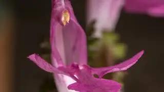 Lousewort with John Feehan, Wildflowers of Offaly series