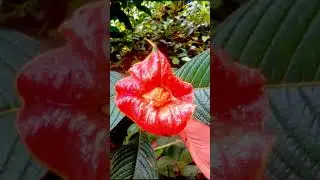Psychotria elata, the Flower of the kiss