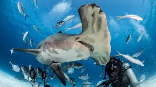 Diving with Great Hammerheads | Bimini, Bahamas