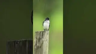 Eastern Kingbird shaking off in the rain slow motion! #birds #birdphotography #kingbirds