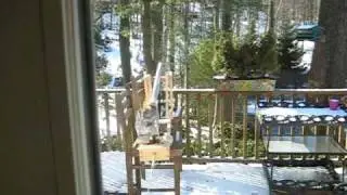 Squirrel Catapult!!!