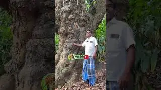 500 வருட பழமையான பலாமரம் #கொல்லிமலைபலா