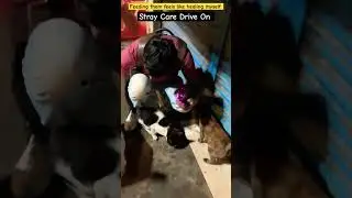 Feeding them feels like healing myself #cat #meow #cutecats #shorts #vlogs #viral #freefire #vlogs