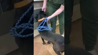 Labs4rescue-LUCKY KNOX-Available for adoption!