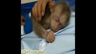 ☺️Baby Monkey And Daddy - Lovely Sleeping Compilation - Funny Animals