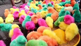 Funny Colorful Baby Chicks Making Cute Sounds 🐥🌈 Adorable Rainbow Chicks Chirping &ndash; Funny Chicken