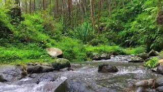 Flow of Calm &ndash; River Sounds for Deep Focus, Mind Balance & Stress Relief