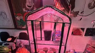 Mini Greenhouse or Seed Germinator Bubba Tests the Miracle-Gro 4-Tier Setup