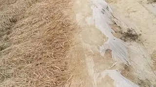 النخل والنحل في نجم الزبانا