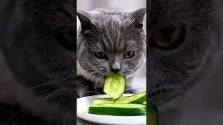 CAT MUKBANG! 🦞 MOST SATISFYING Cat Eating ASMR - Baby Carrots , Celery Stick , Cucumber , Peas