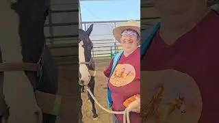 Little Book Cliff Mustang Adoption