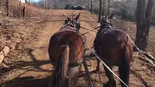 Nice draft mule team for sale ‼️‼️‼️‼️‼️. MUST SEE 😀😀😀😀😀😀😀😀😀😀😀😀