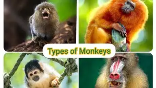 Types of Monkeys | learn monkey names for kids | Monkey name | Monkey video | @theinfosamia1553