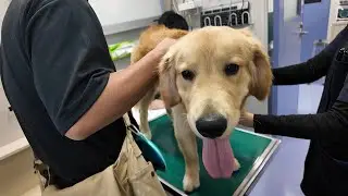 体の異変が起き連日の嘔吐。病院へ行き飼い主として１つの決断をする。【Golden Retriever japan】