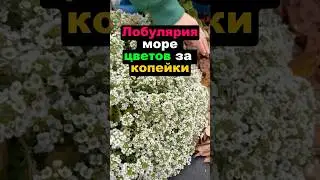 Лобулярия море цветов за копейки #секреты #цветы #сад #огород #дача #лобулярия