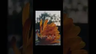 Lost a flower #like #subscribe #flowers #nature #like