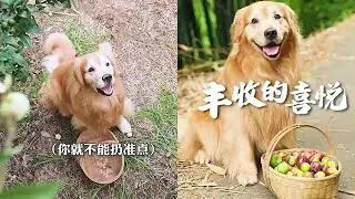 路虎：這裏雖沒有大城市的繁華，卻擁有著豐收的喜悅；李子雖小，分享的卻是鄰裏間的溫情