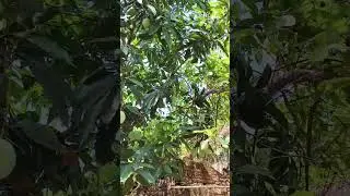 Mango Mango