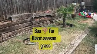 Winter protection for palm trees