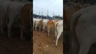 Chausa Cow Haat #shorts #cow